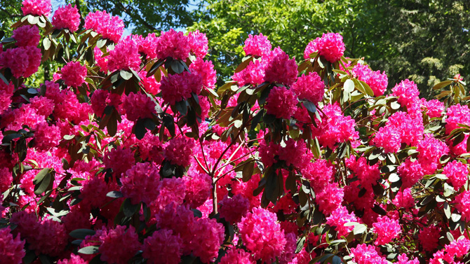 Rhododendron in Schloss Heltorf
