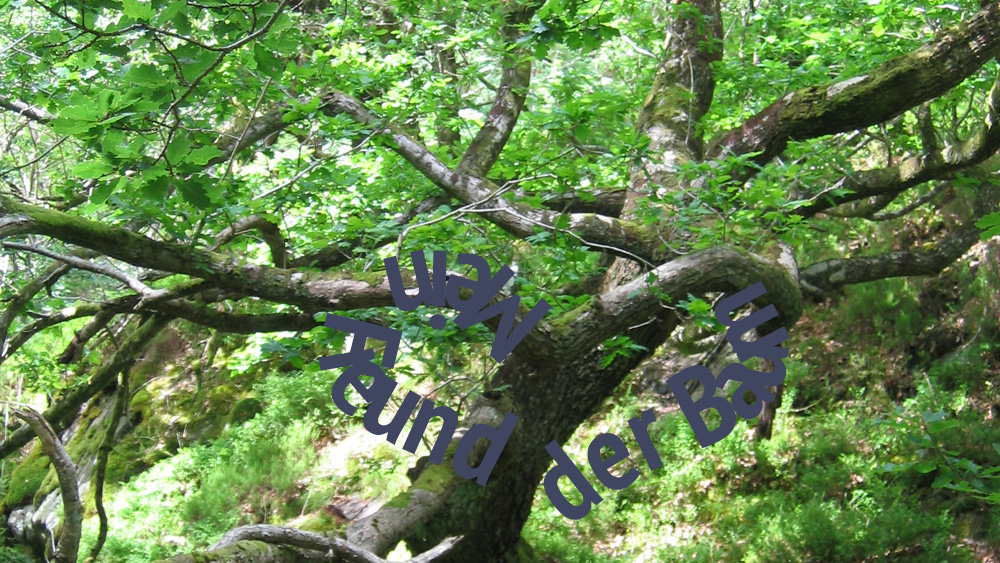 Baum