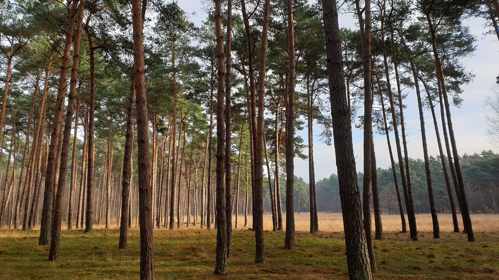herbstlicher Wald