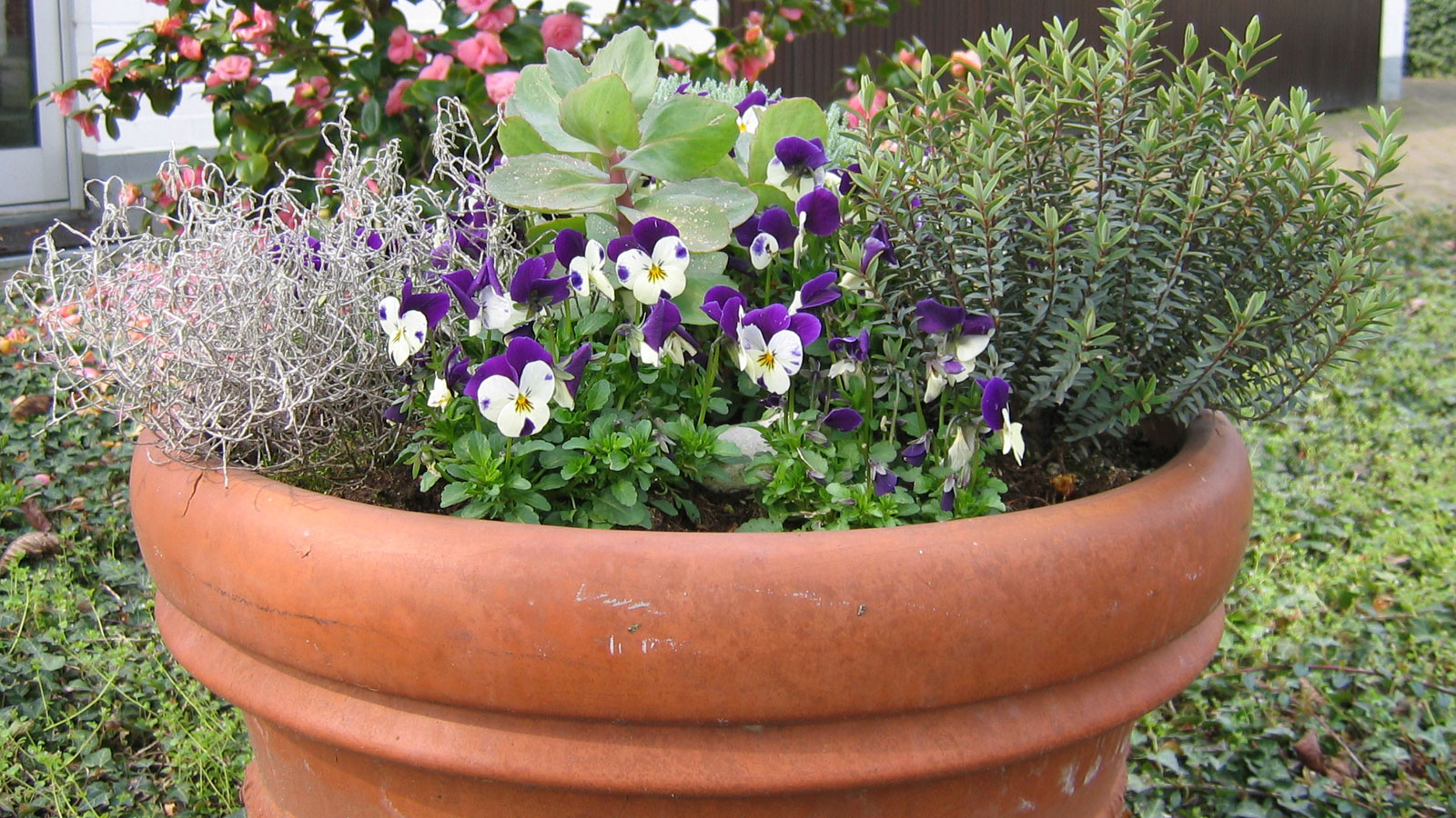 Blumentopf mit verschiedenen Fr&uuml;hlingsblumen