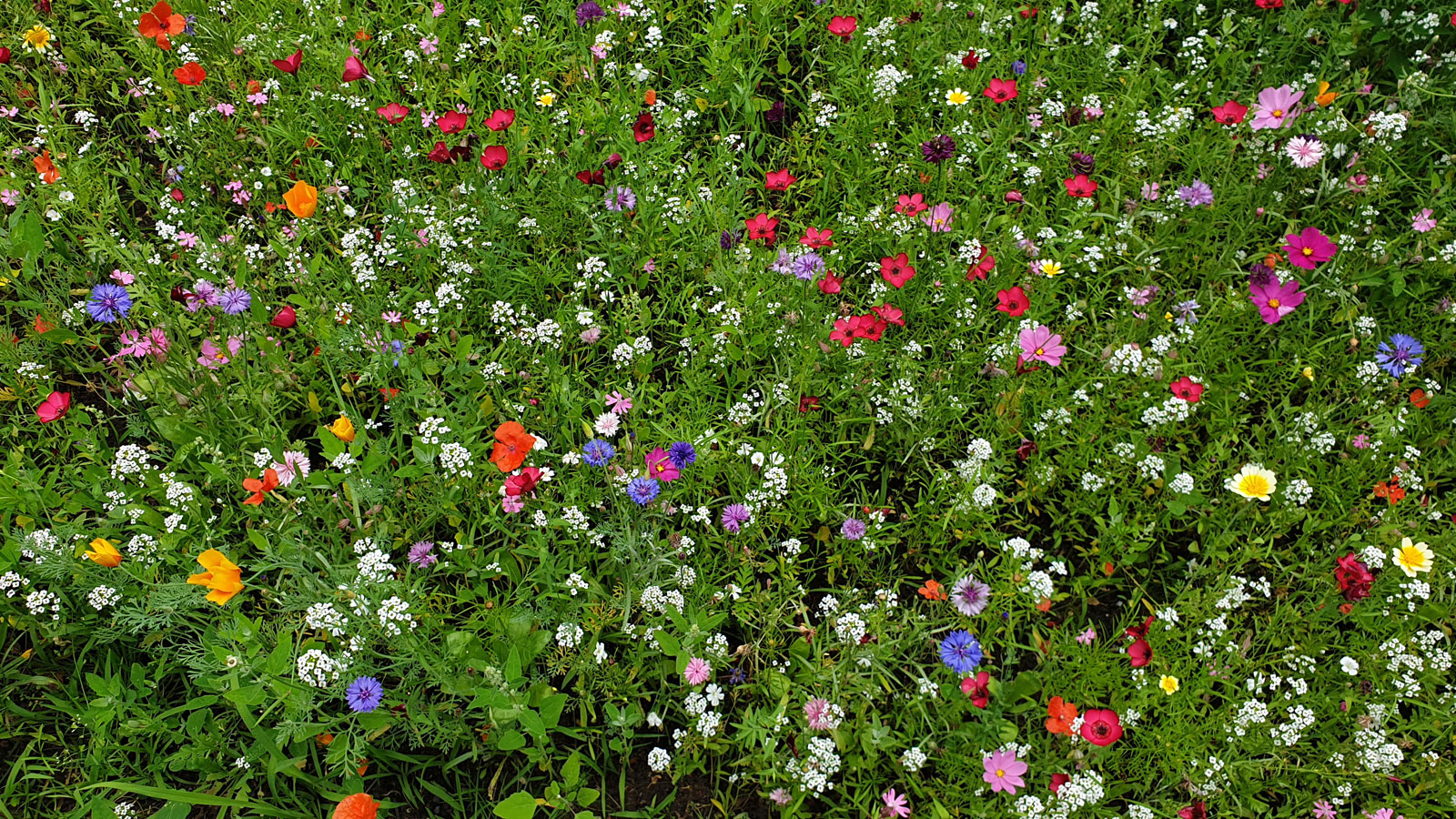 blühende Sommerwiese