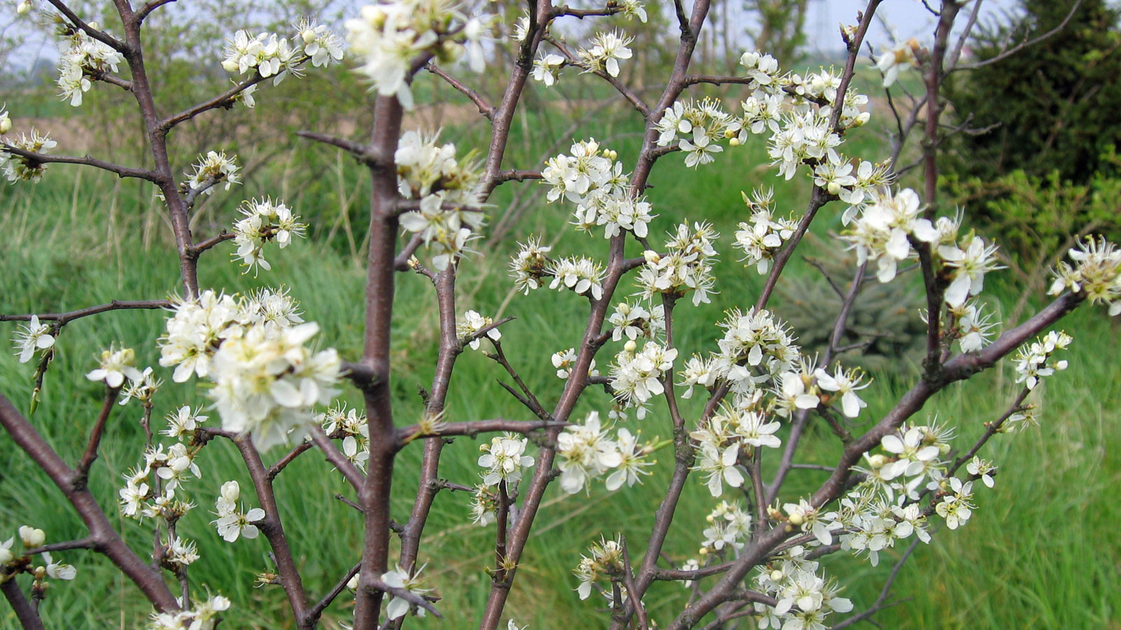 Baum in Blüte