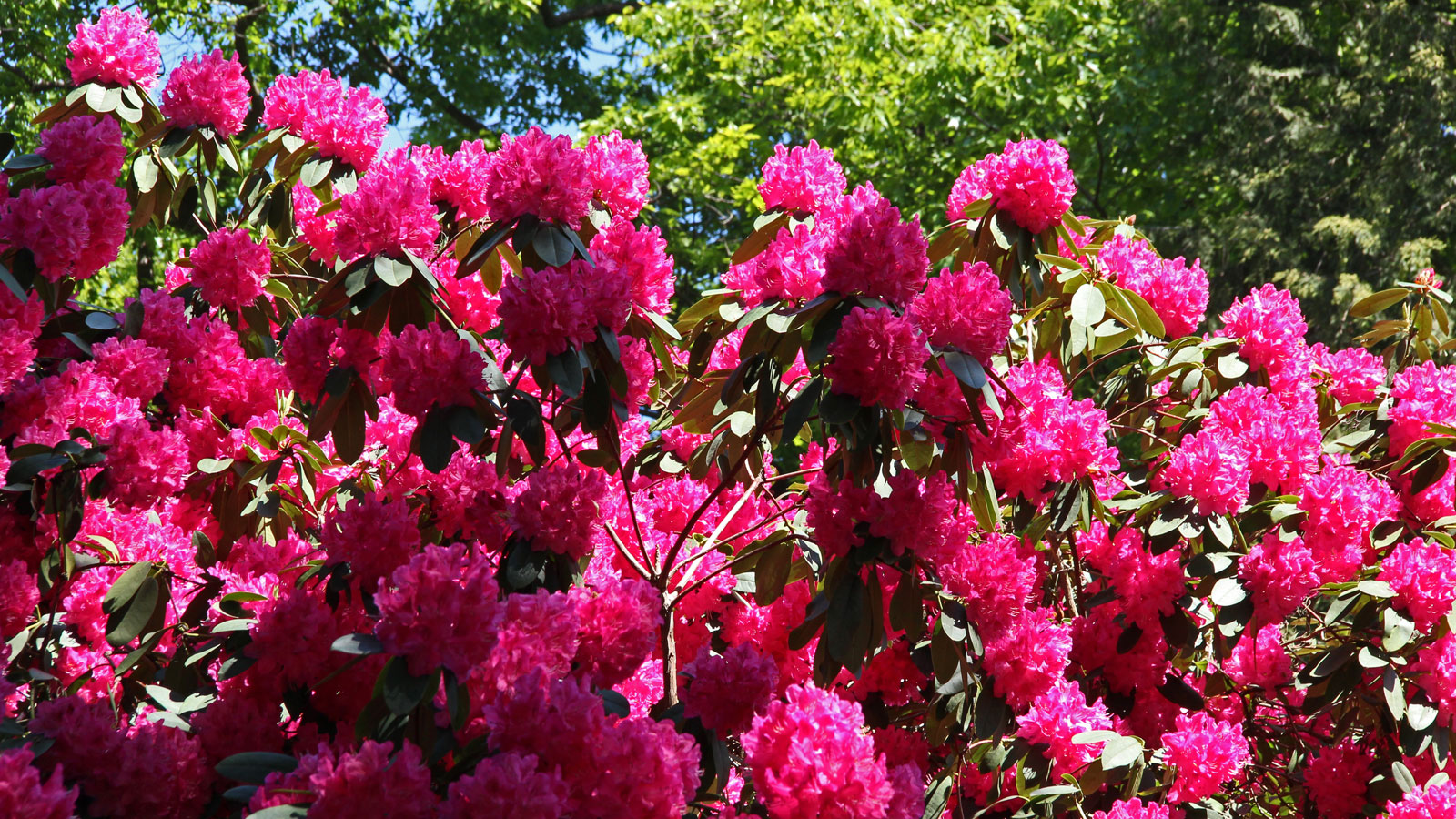Rhododendron in Blüte