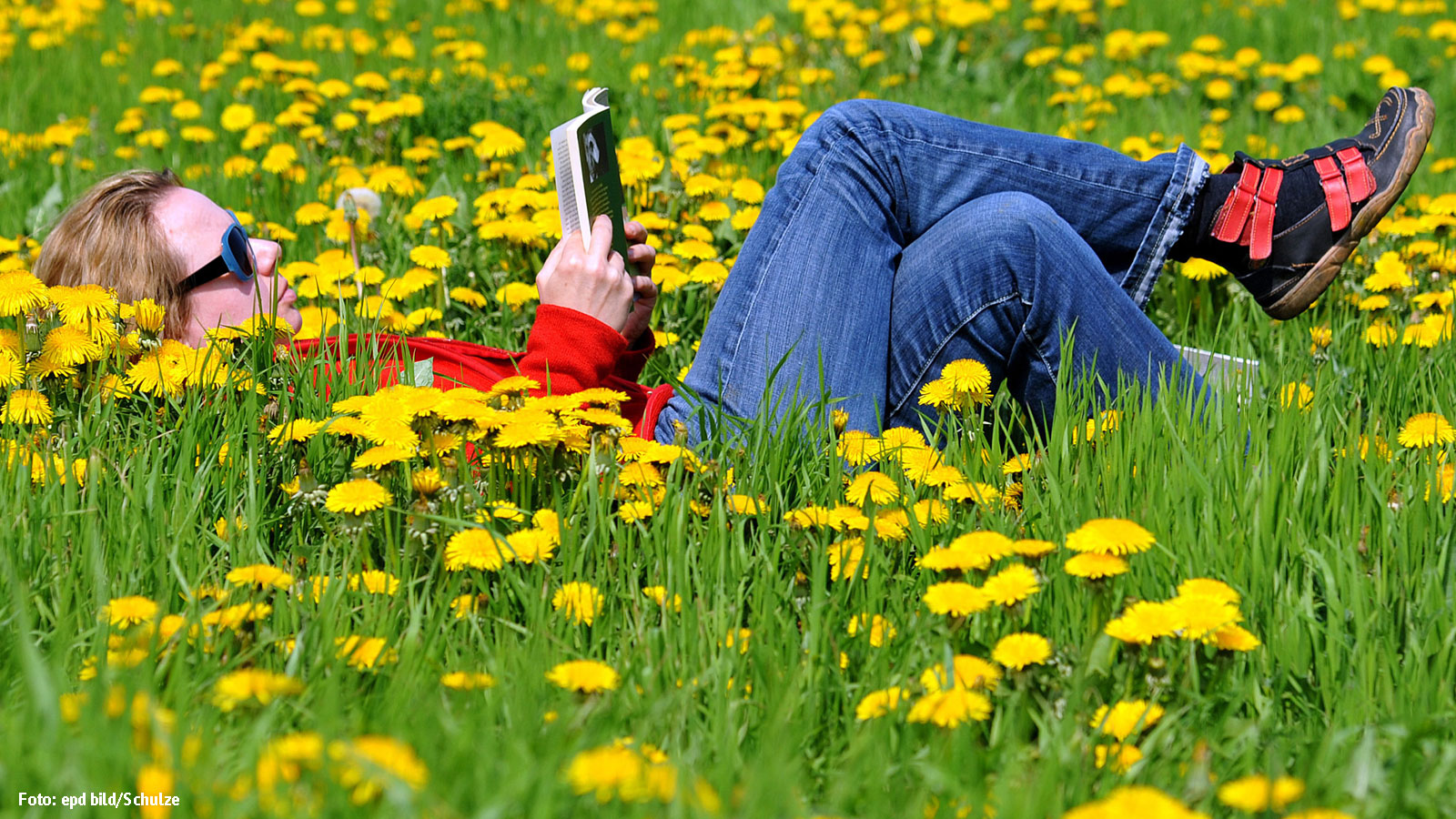 eine Frau mit Sonnenbrille liegt auf einer Wiese mit blühendem Löwenzahn uns liest ein Buch