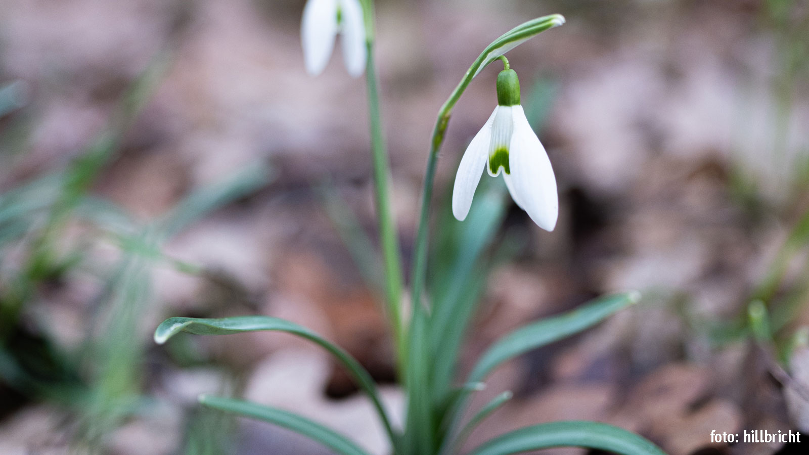 Schneeglöckchenblüte im Schnee