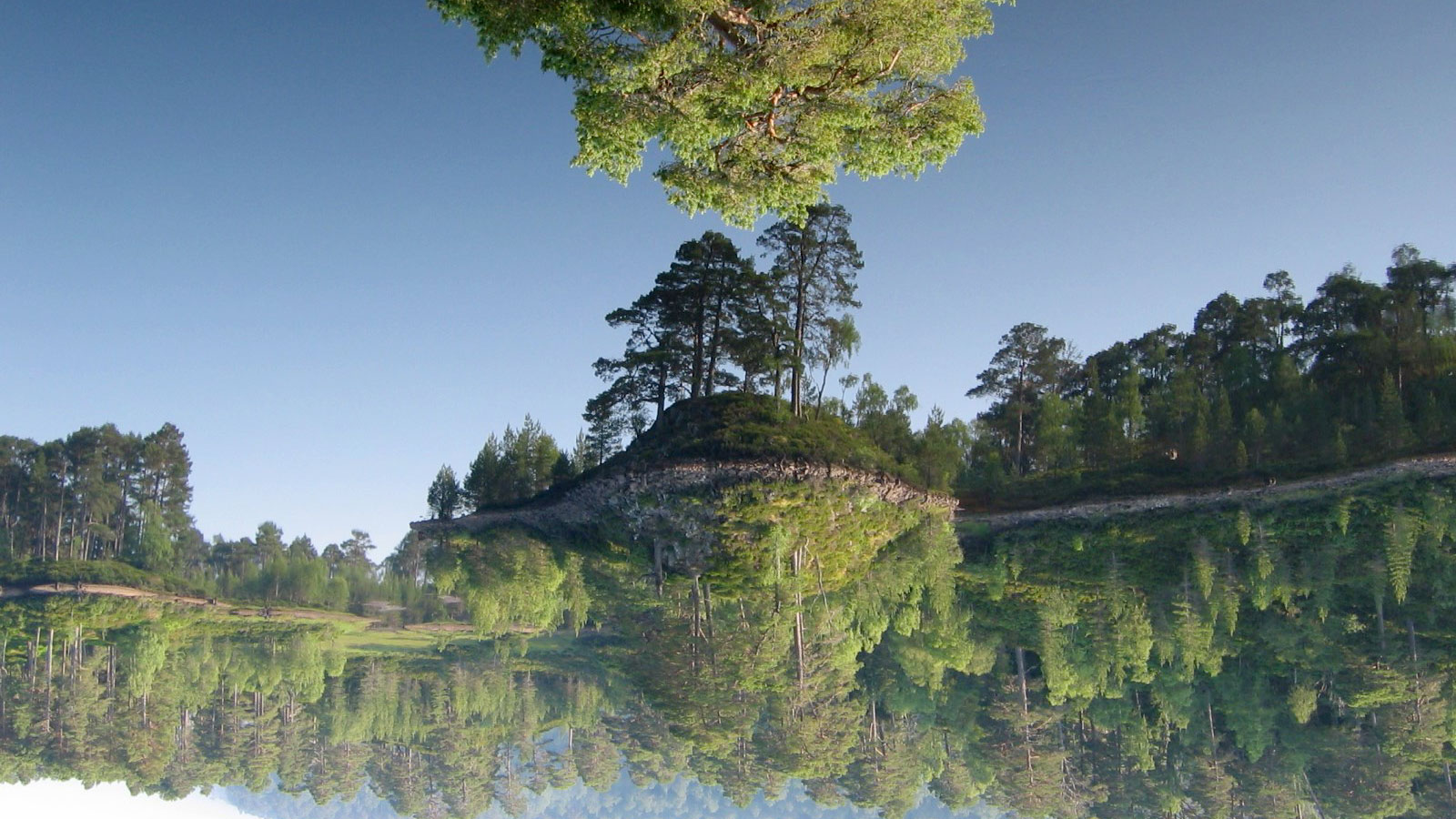 sich spiegelnde Waldlandschaft