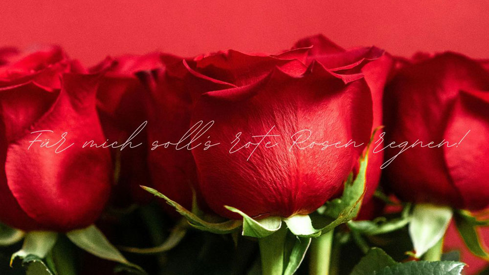 Symbolbild: rote Rosen